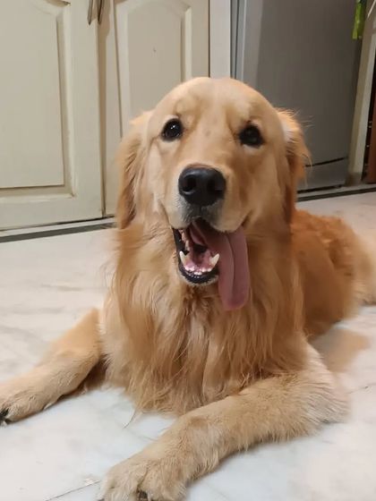 Jazzy's Pet Care - In-Home Dog Boarding Meet Our Golden & Labrador Guests photo 6