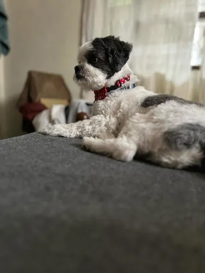 Casper the Shih Tzu looking regal on his first day at the crèche. He's settling in beautifully and observing all the new sights and sounds.
