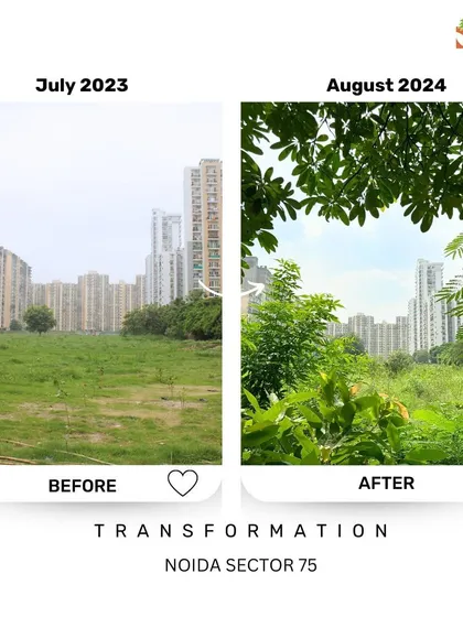 In just one year, with the city skyline in the background, we've seen Noida Sector 75 begin its journey from an empty plot to a budding urban forest. This shows how quickly we can bring green cover back to our cities if we just give nature a chance.