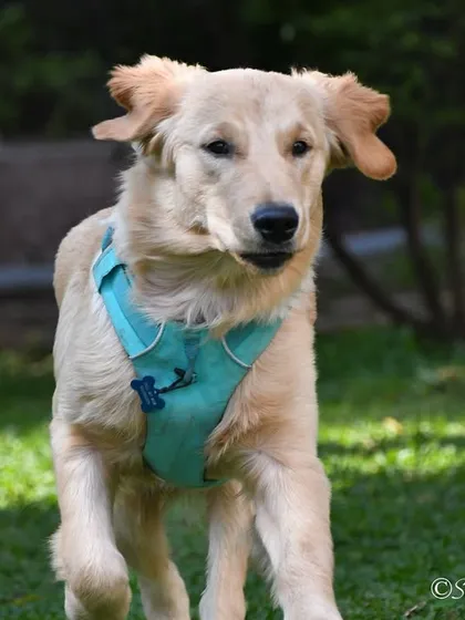 Pet photography is about capturing pure joy. This golden retriever was having the time of his life in his backyard. My sessions are always relaxed, allowing your pet's true, energetic personality to shine through, creating portraits that feel alive and full of happiness.