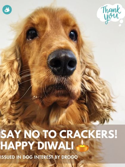 The Pack - Online Pet Parent Community A Voice for Every Dog photo 34