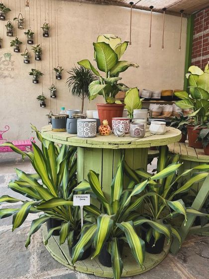 Dress Up Your Plants photo 11