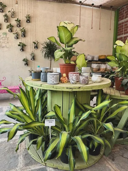 Our green spool table is always stocked with a rotating collection of stylish ceramic planters and happy plants. It's a great spot to find your next perfect pairing.