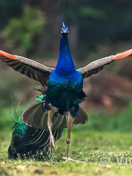 After more than a decade of photographing peacocks, a moment like this is a rare blessing. The sheer power and grace in this display, captured in the heart of Delhi, shows that you do not always need to travel far to witness nature's drama. It is about patience and knowing where to look.