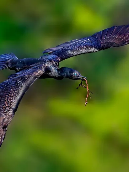 An Indian Cormorant captured mid-flight against a soft green background. Its wings are fully spread, revealing the texture and iridescence of its dark feathers as it carries a twig, likely for nest-building.