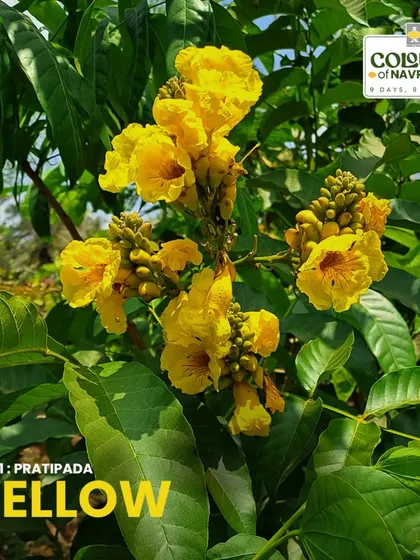 The Markhamia lutea, or Nile Tulip, is a true butterfly magnet. Its nectar-rich yellow blooms bring prosperity and positive energy to any space.