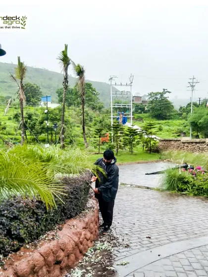 Pruning and shaping hedges and plants is a year round job. Our mali is seen here working in the rain to keep the landscape at a Pinnacle Group site looking its best.