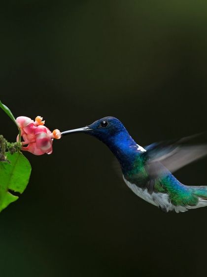 A White-necked Jacobin hummingbird hovers to feed. Photographing hummingbirds requires mastering high speed photography, a skill we practice extensively on my Costa Rica tours.