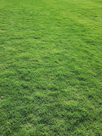 Delhi Gardner - Full-Service Landscaping Premium Lawn & Turf Solutions photo 26