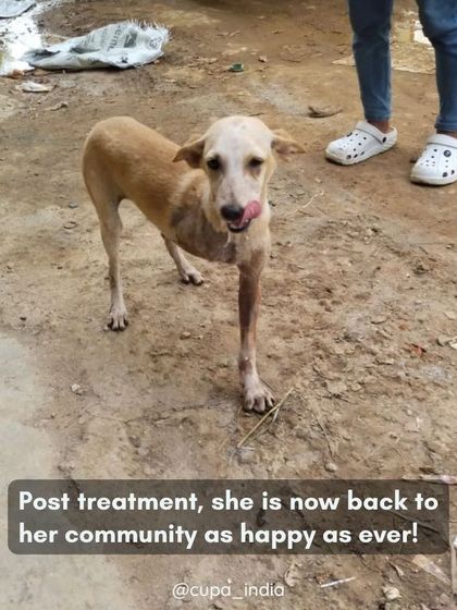 Cupa - Emergency Animal Rescue & Treatment Dog Rescue & Recovery Stories photo 31