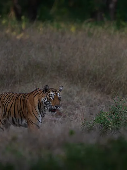 A tiger giving a backward glance before disappearing into the grasslands. These fleeting moments often make for the most compelling photographs.