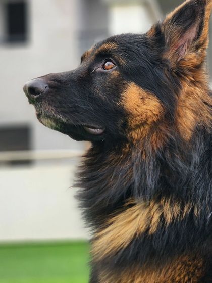 A noble-looking German Shepherd. They are truly one of a kind.