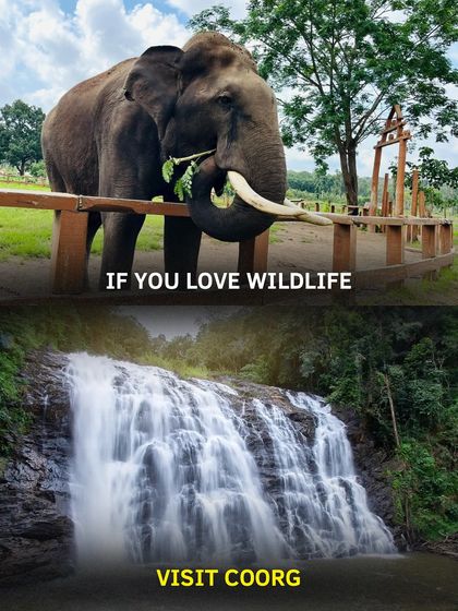 If you love wildlife, Coorg is the place to be. We visit elephant camps and trek through forests teeming with life.