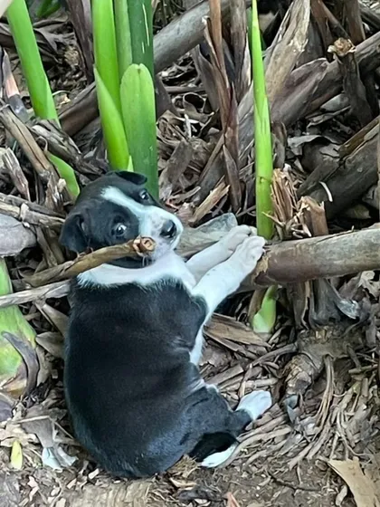 One of the black-and-white puppies playfully chewing on a stick, showing its fun-loving personality.