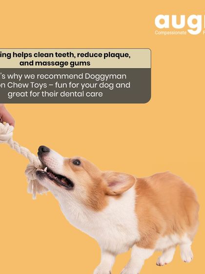 Augie Pets - Pet Supplies Playtime & Cozy Comforts photo 14