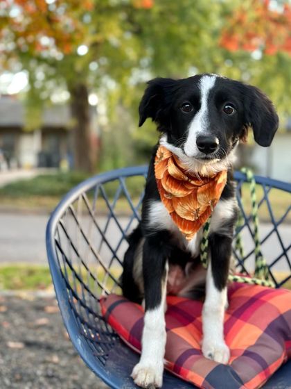 Tulsa Dog Trainer - Immersive Board & Train Programs Rescue & Adoption Spotlights photo 17