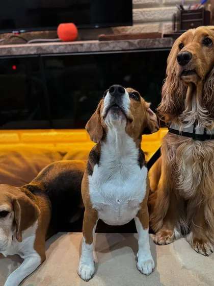 The beagle in the middle is howling for a treat, while Posto remains the calm, composed model.