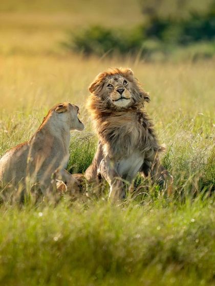 A beautiful family moment captured by a guest, showcasing the intimate bonds within a lion pride.