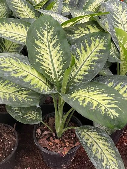 A healthy Dieffenbachia plant at the nursery. I have several varieties of this easy-care plant.