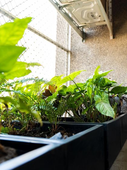 Commercial Greenery Solutions photo 15