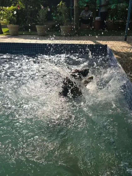 Action shot. A dog mid-splash, showing the energy and excitement our pool inspires.