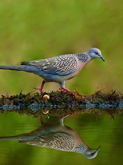 A Spotted Dove walks along a mossy log at the edge of a pond, its reflection captured perfectly in the water below. The composition is serene and beautifully balanced.