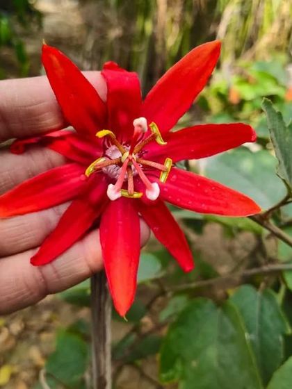 The beautiful red Passion Flower (Passiflora). It's an exotic vine that produces these intricate and stunning flowers.