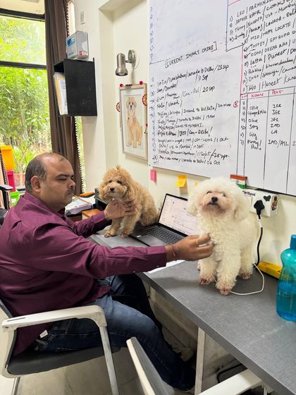 Archie and Columbus making themselves at home in our office. Our boarding facility is their second home, and they often come to "supervise" the paperwork, showing just how comfortable they are with us.