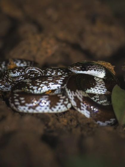 A Barred Wolf Snake coiled in the dirt. We found this beautiful specimen during a recent herping exploration in Delhi NCR.