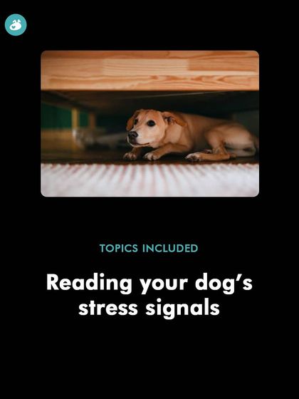 Reading your dog's stress signals is the first step to helping them. In my Diwali prep class, I teach you how to spot the subtle signs of fear so you can intervene before they become overwhelmed.