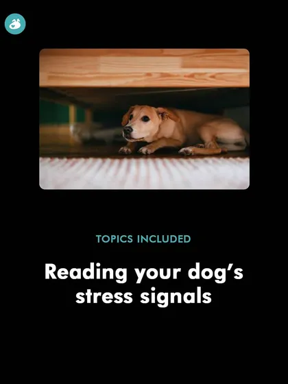 Reading your dog's stress signals is the first step to helping them. In my Diwali prep class, I teach you how to spot the subtle signs of fear so you can intervene before they become overwhelmed.
