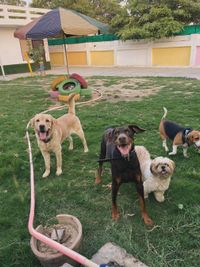 Dog Boarding & Day Care