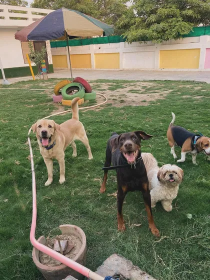 A happy group of friends: a Labrador, a Doberman, a Shih Tzu, and a Beagle.