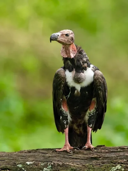A full-frontal view of a Red-headed Vulture, displaying the ruff of feathers around its neck and its powerful, hooked beak.