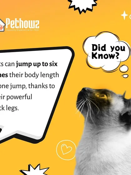 We love and understand all pets, including our agile feline friends. Knowing that cats can jump up to six times their body length helps us create safe and enriching environments for them, separate from our canine guests.