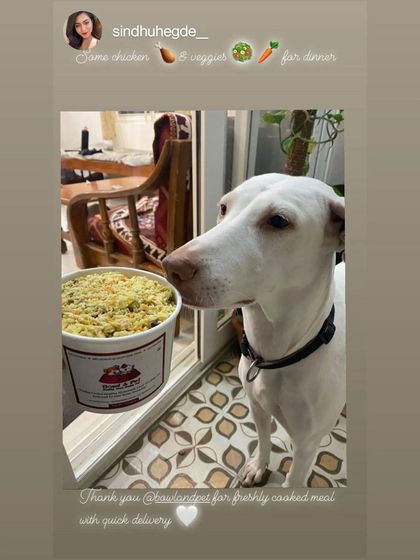 Bowl and Pet - Freshly Cooked Pet Meals Hear From Our Pack photo 4