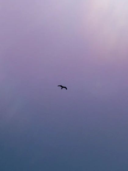 Lalith - Wildlife & Nature Photography Wings in Motion photo 21