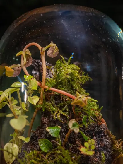 A close-up on the delicate, flowering plant inside the dome. These little surprises are what make watching a terrarium grow so rewarding.