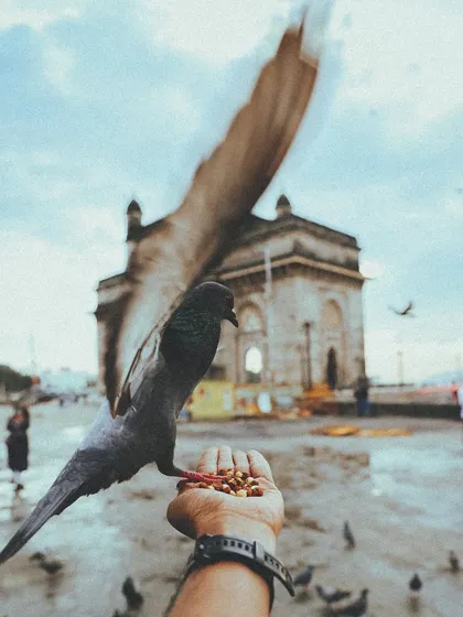 A moment of connection. A pigeon lands on my hand to eat, with the Gateway of India in the background. It's these personal interactions that make travel special.