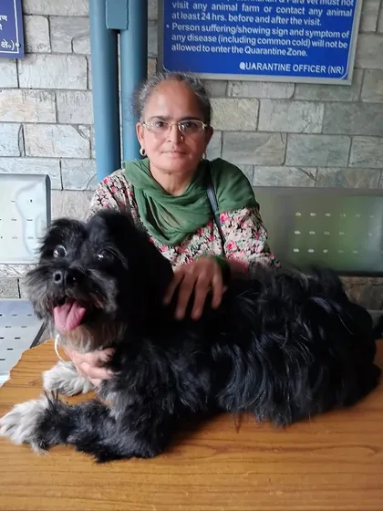 Daisy at the Animal Quarantine and Certification Service (AQCS) office in Delhi. This is a mandatory step for all pets leaving India, and I manage all the paperwork and appointments.
