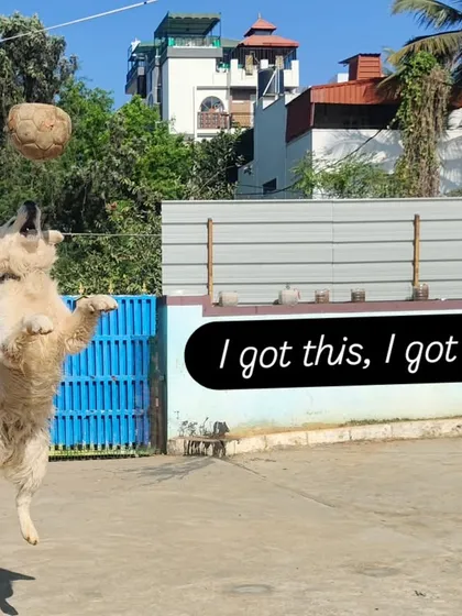 I got this, I got this. Bruno is an amazing jumper when he's focused on his ball.