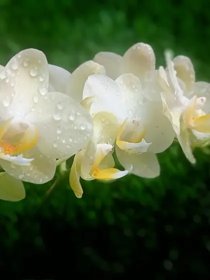 These white Phalaenopsis orchids are covered in morning dew. They are one of the easiest orchids to grow indoors, rewarding you with beautiful flowers for months.