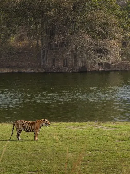 In this wide shot from Ranthambore, the tiger is deliberately placed in the lower third of the frame. This lets the scene breathe, showing the vastness of its habitat by the lake and under the ancient banyan trees. Sometimes, the environment tells half the story.