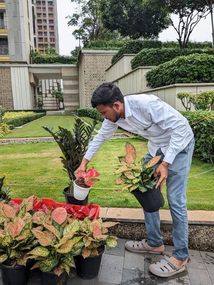 Indoor, Balcony & Planter Solutions photo 11