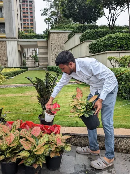I am carefully inspecting a selection of Aglaonema and Black ZZ plants before they are potted. Choosing the right combination of colors, textures, and sizes is key to creating a dynamic indoor plant display.
