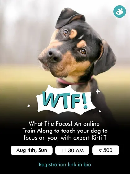 "What The Focus!" is a fun, interactive online Train Along session designed to teach you how to get your dog's attention, even with distractions. This is perfect for dogs that are nervous or seem hyper-active outdoors.