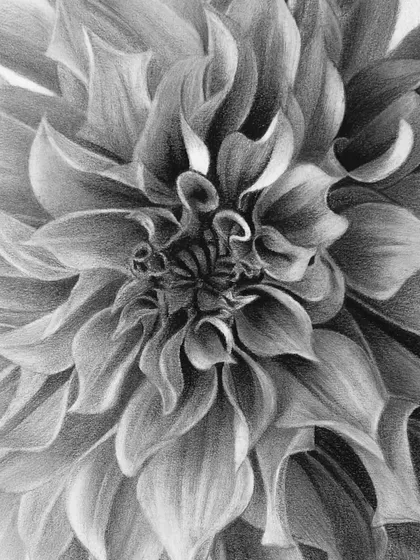A close-up, blessing your feed with the intricate beauty of this dahlia drawing.
