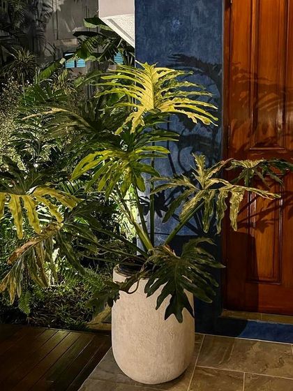 We love seeing how you style our pieces. This simple, elegant concrete planter provides the perfect neutral base for a dramatic philodendron, making a statement in a client's Chennai home.