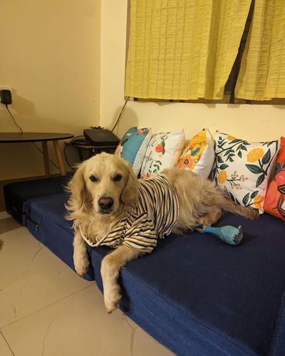 Animal Rescue & Rehabilitation