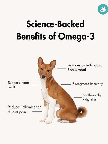 The Pack - Pet Parent Education & Workshops The Healthy Bowl: Canine Nutrition & Recipes photo 21